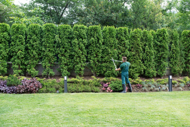 Reliable Kincheloe, MI Tree Care  Solutions