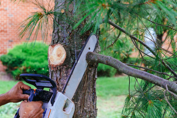 Leaf Removal in Kincheloe, MI